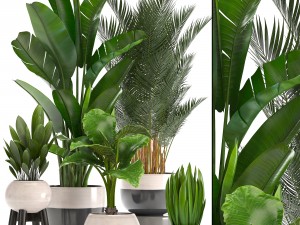 collection of ornamental plants in pots 3D Model