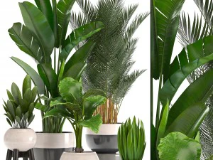 cole&ccedil;&atilde;o de plantas ornamentais em vasos Modelo 3D