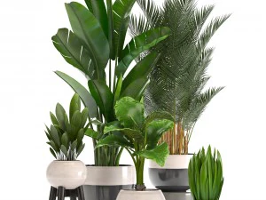 collection of ornamental plants in pots 3D Model
