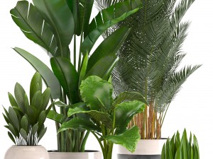 collection of ornamental plants in pots 3Dモデル