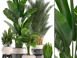 collection of ornamental plants in pots 3Dモデル