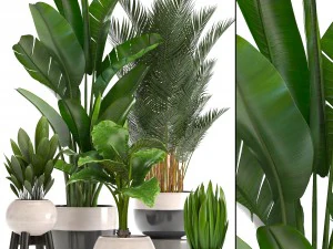 collection of ornamental plants in pots 3D Model