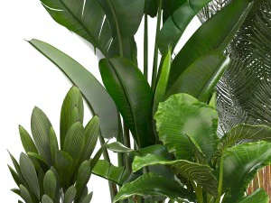 collection of ornamental plants in pots 3D Model