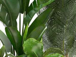 collection of ornamental plants in pots 3Dモデル