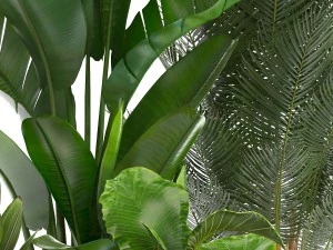 collection of ornamental plants in pots 3D Model