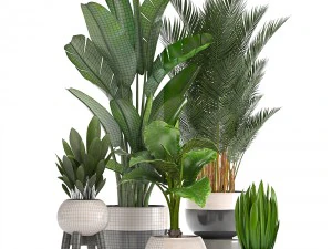 collection of ornamental plants in pots 3D Model