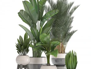 collection of ornamental plants in pots 3D Model