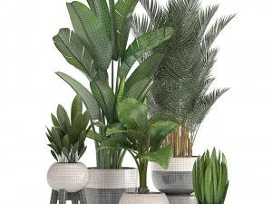 collection of ornamental plants in pots 3D Model