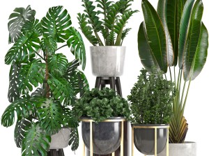 collection of ornamental plants in pots 3D Model
