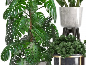 collection of ornamental plants in pots 3D Модель