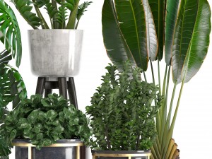 collection of ornamental plants in pots 3D Модель