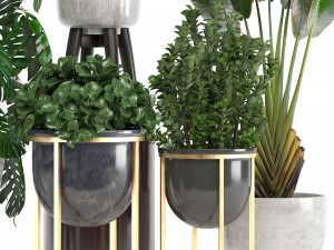 collection of ornamental plants in pots 3D Модель