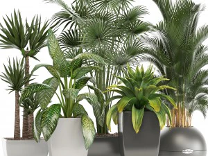 collection of plants in pots 3D Model