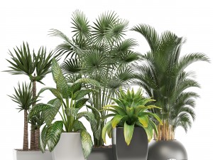 collection of plants in pots 3D Model