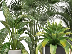collection of plants in pots 3D Model