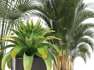 collection of plants in pots 3D Model