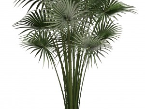 collection of plants in pots 3D Model