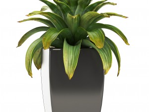 collection of plants in pots 3D Model
