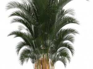 collection of plants in pots 3D Model