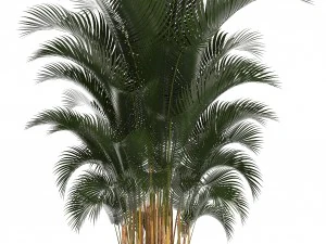 collection of plants in pots 3D Model