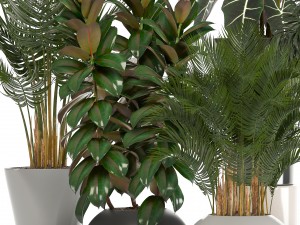 collection of plants in pots 3D Model