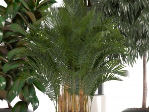 collection of plants in pots 3D Model