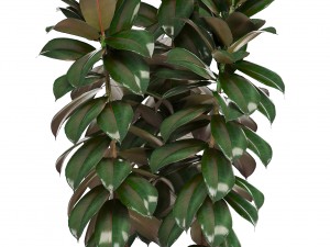 collection of plants in pots 3D Model