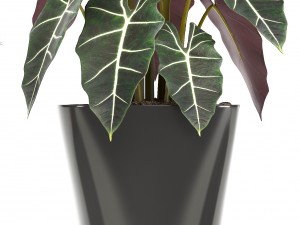 collection of plants in pots 3D Model