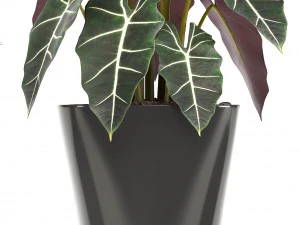 collection of plants in pots 3D Model