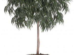 collection of plants in pots 3D Model
