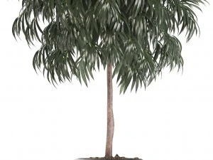 collection of plants in pots 3D Model