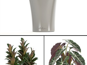 collection of plants in pots 3D Model