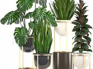 collection of plants in pots 3D Model