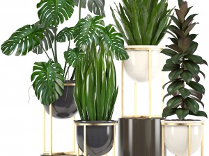 collection of plants in pots 3D 모델
