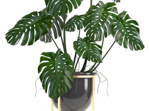 collection of plants in pots 3D Model