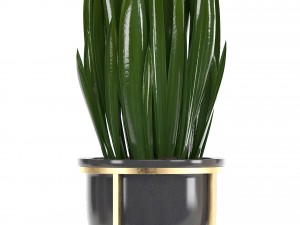 collection of plants in pots 3D Model