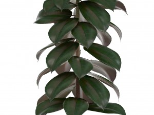 collection of plants in pots 3D Model