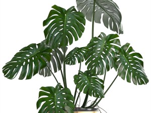 collection of plants in pots 3D Model