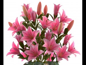 bouquet of pink lilies 3D Модель