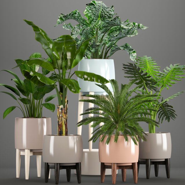 collection of plants in pots 3D Model .c4d .max .obj .3ds .fbx .stl .blend 