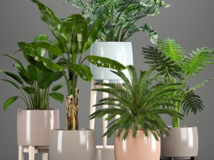 collection of plants in pots Model 3D