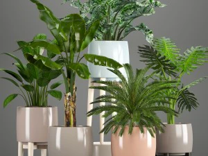 cole&ccedil;&atilde;o de plantas em vasos Modelo 3D