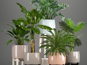 collection of plants in pots 3D Model