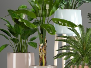 collection of plants in pots 3D Model