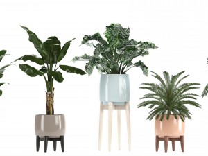 collection of plants in pots 3D Model