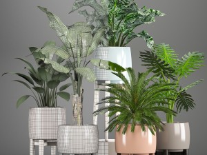 collection of plants in pots 3D Model
