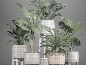 collection of plants in pots 3D Model