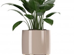 collection of plants in pots 3D Model