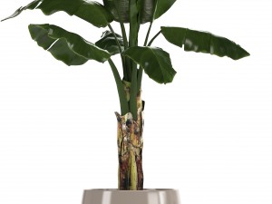 collection of plants in pots 3D Model