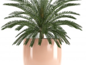 collection of plants in pots 3D Model